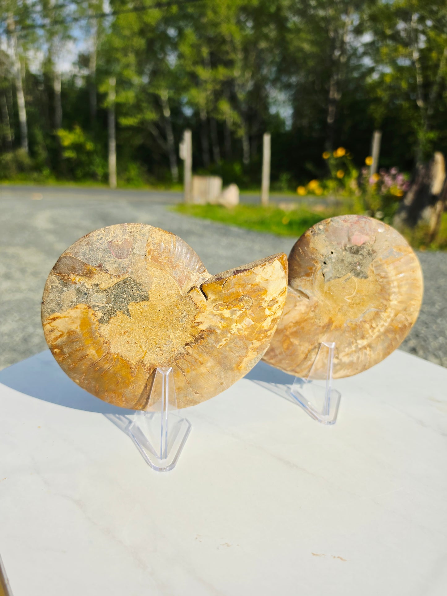 1.78 lb Polished Ammonite Fossil Pair – 6" Colorful Cut Madagascar