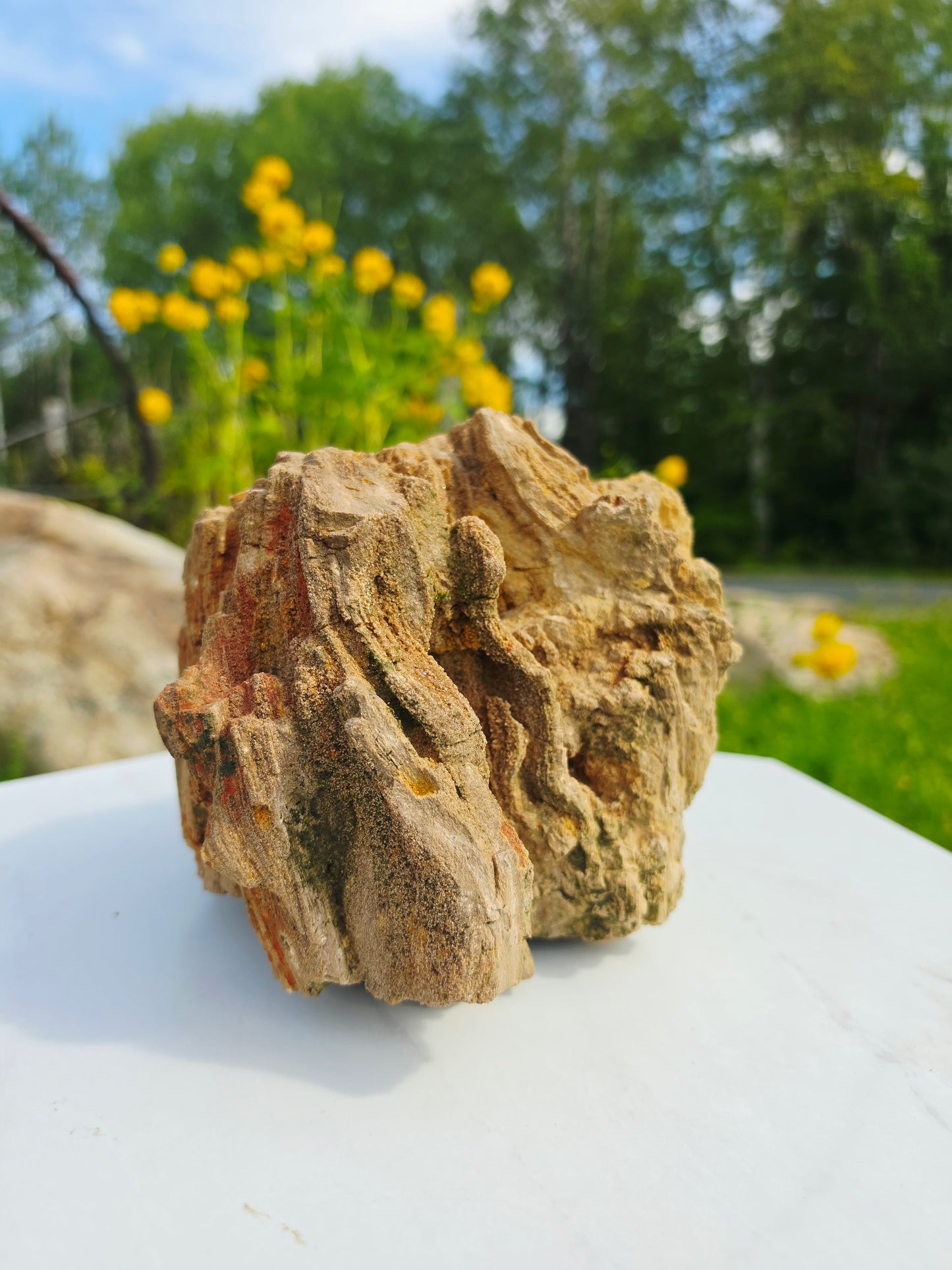 5.13kg Pre-Petrified Wood Druzy from India Collector Pieces