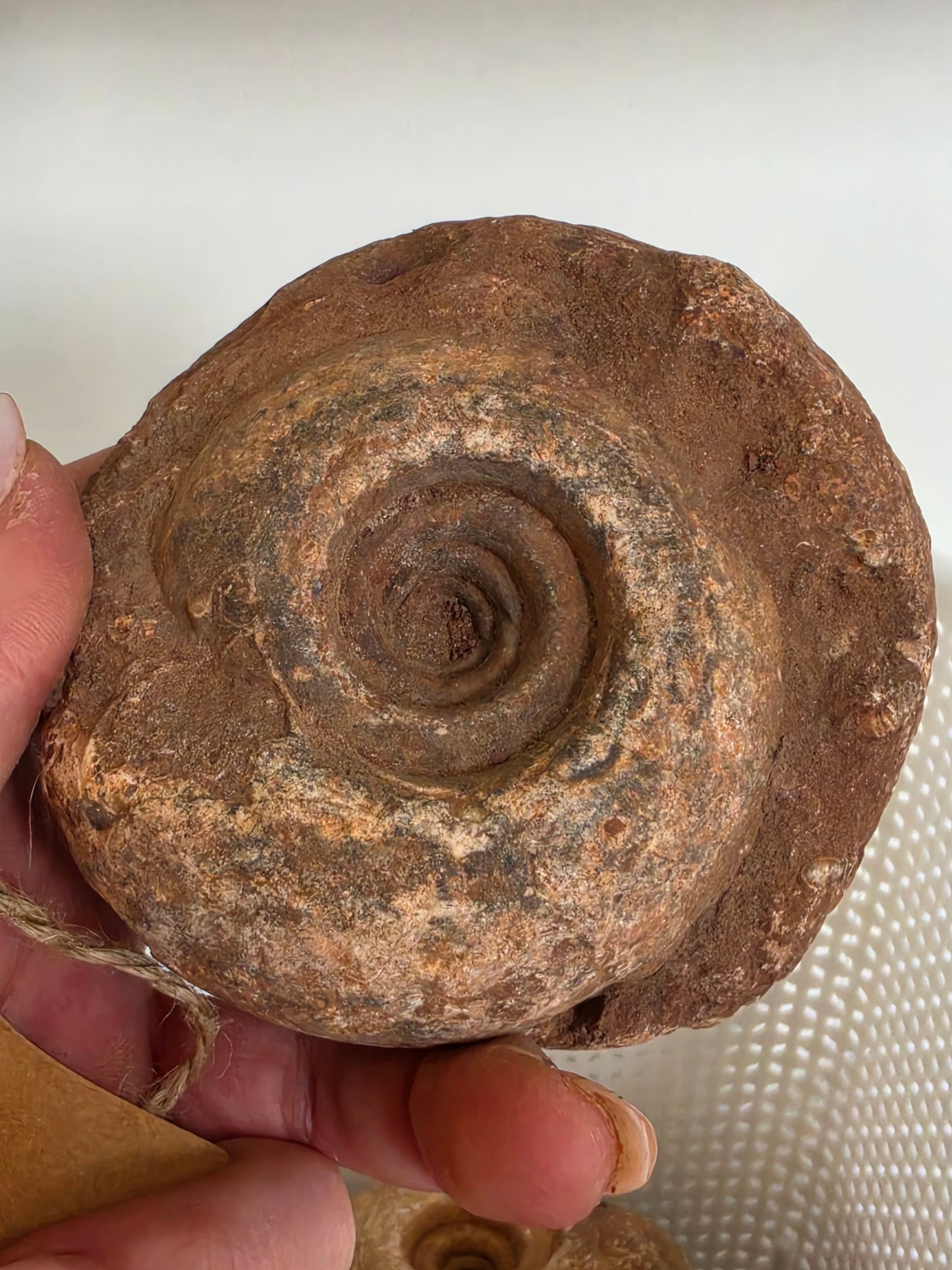 Timor Indonesia Ammonite Fossil Bundle of 5 Uncut Raw