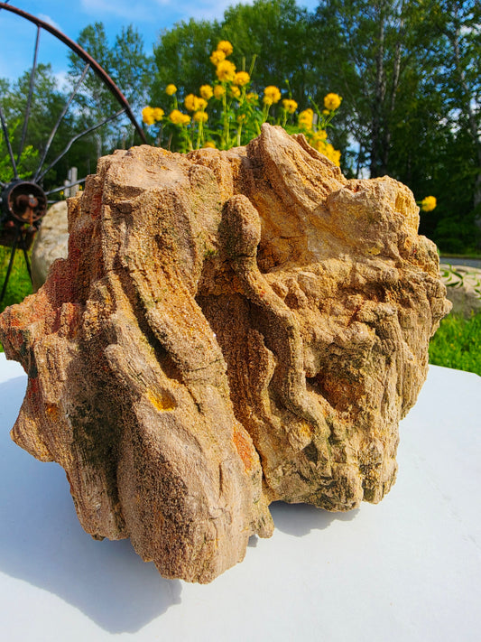 5.13kg Pre-Petrified Wood Druzy from India Collector Pieces