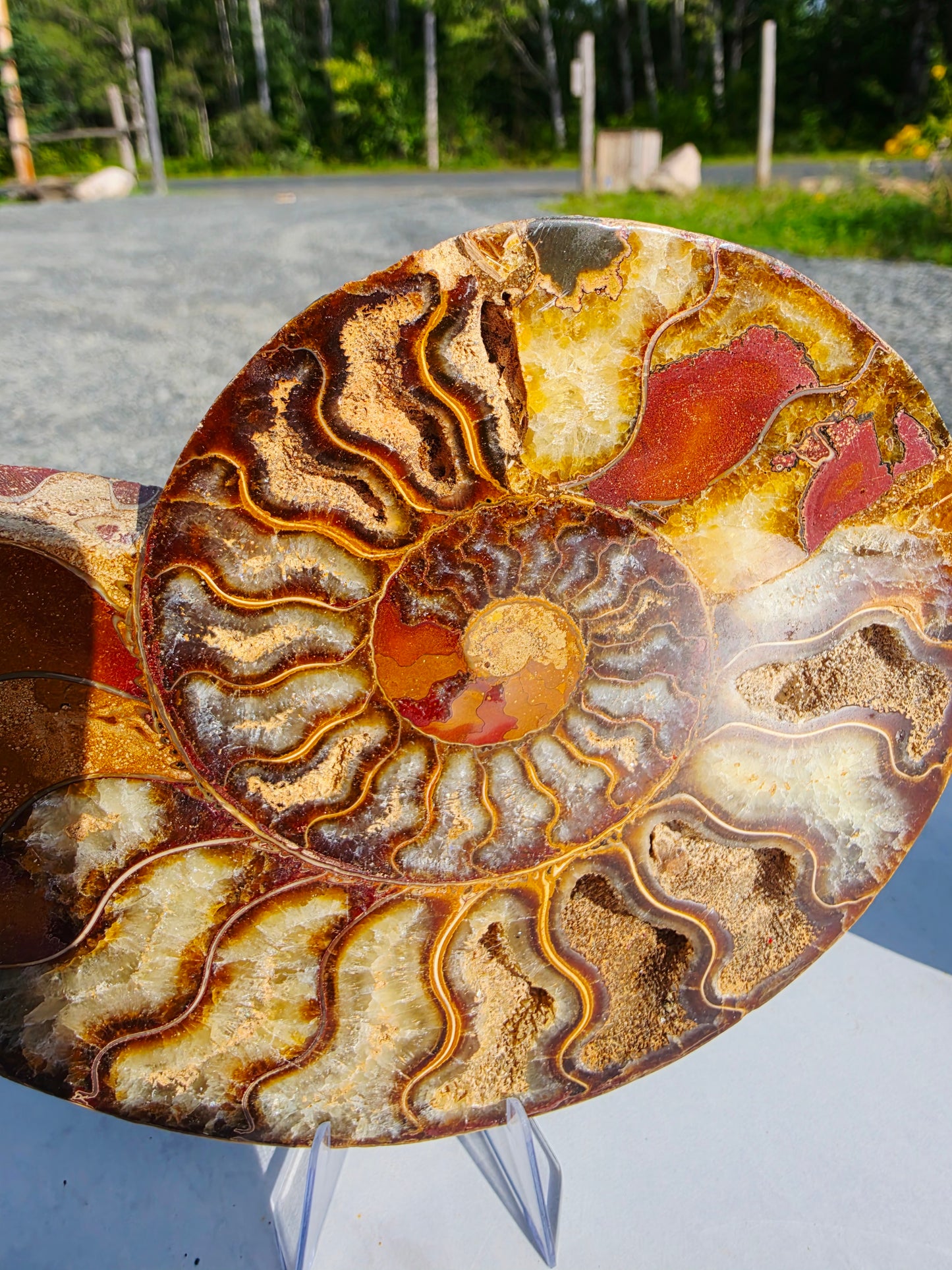 1.78 lb Polished Ammonite Fossil Pair – 6" Colorful Cut Madagascar