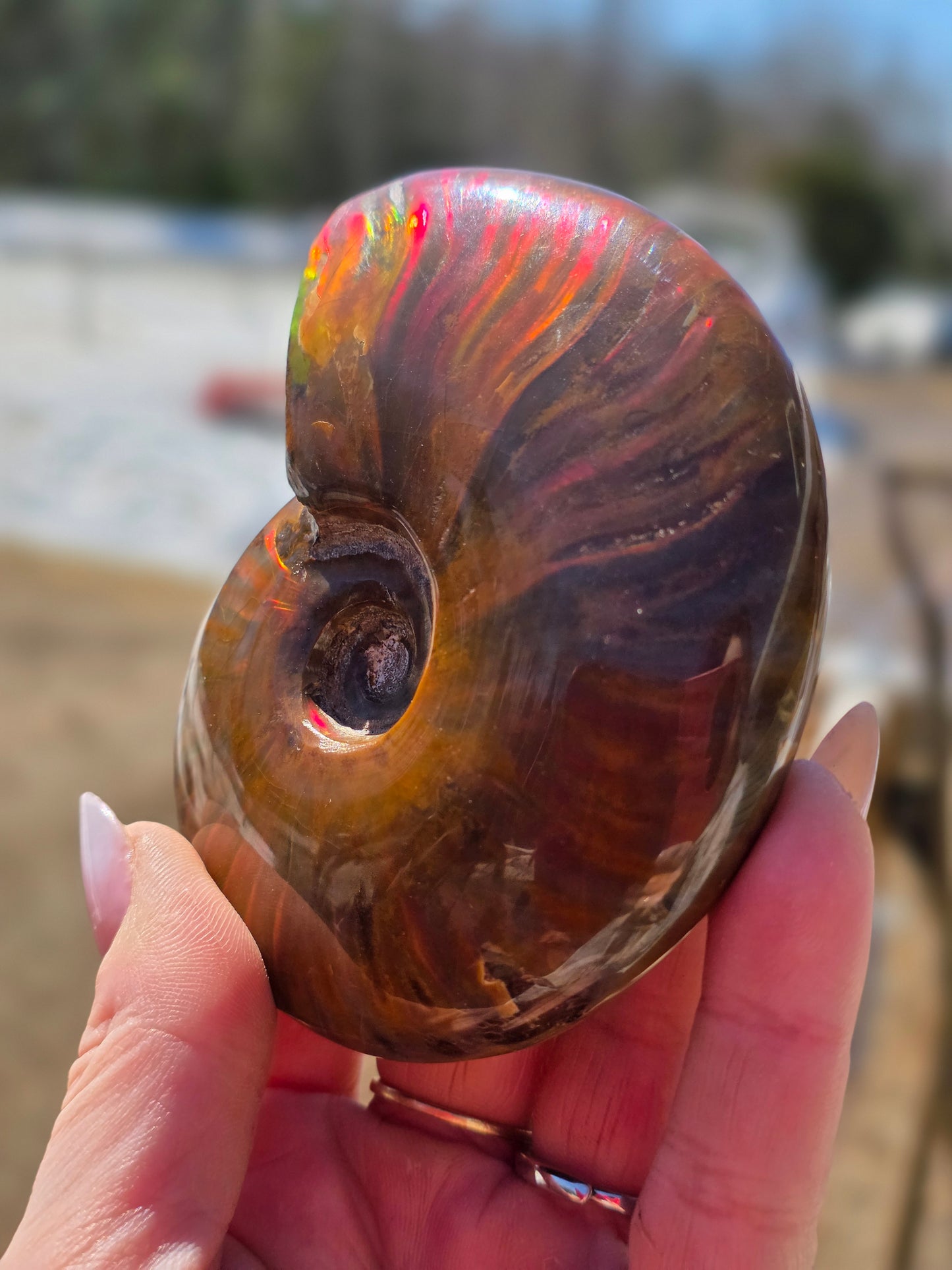 Ammolite Opalized Fossil Uncut Medium Size- Rare Unique Rambo Flash