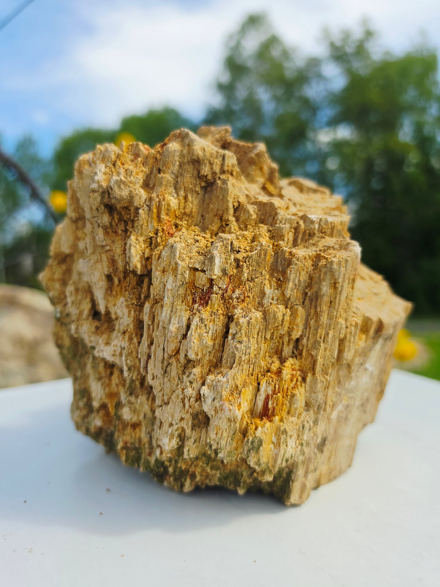 5.13kg Pre-Petrified Wood Druzy from India Collector Pieces