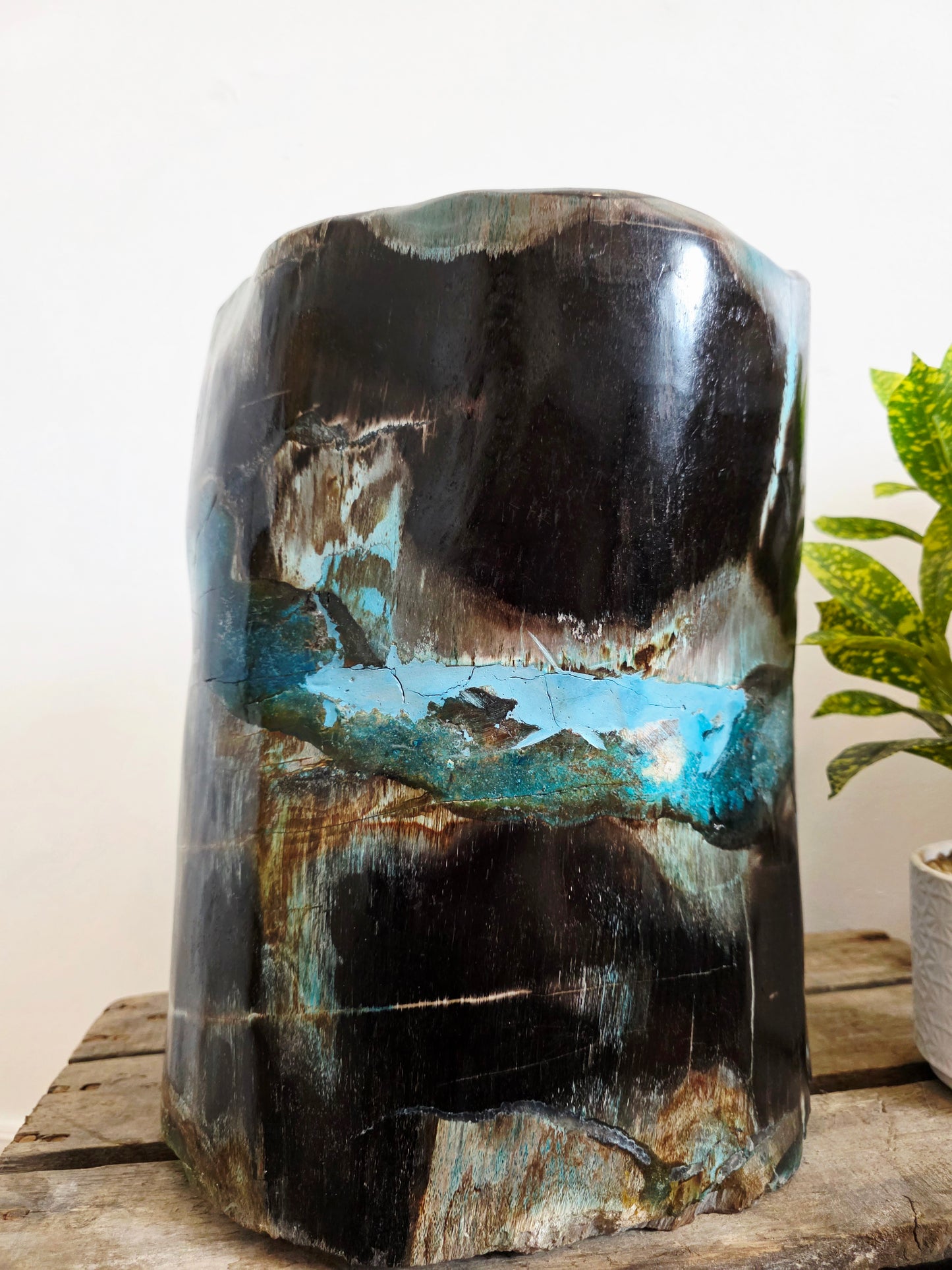 Rare Petrified Wood from Indonesia - Opalized Chrysocolla, 87 lbs Collectors Mineral