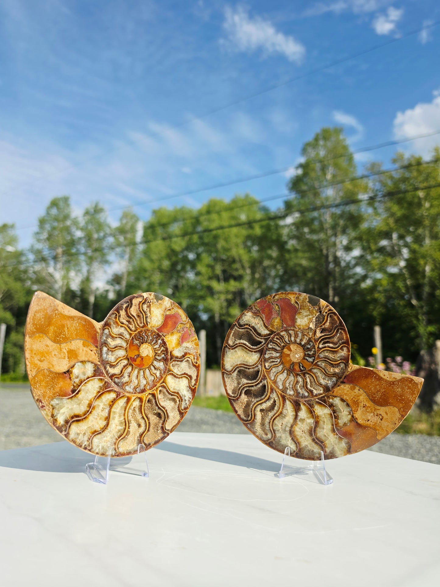 1.78 lb Polished Ammonite Fossil Pair – 6" Colorful Cut Madagascar