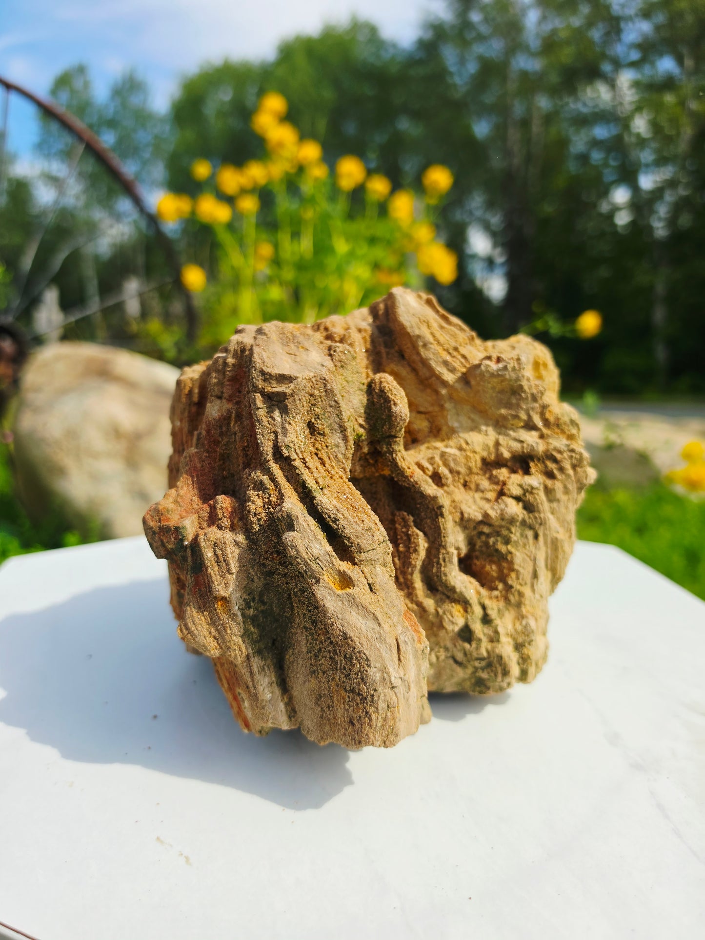 5.13kg Pre-Petrified Wood Druzy from India Collector Pieces