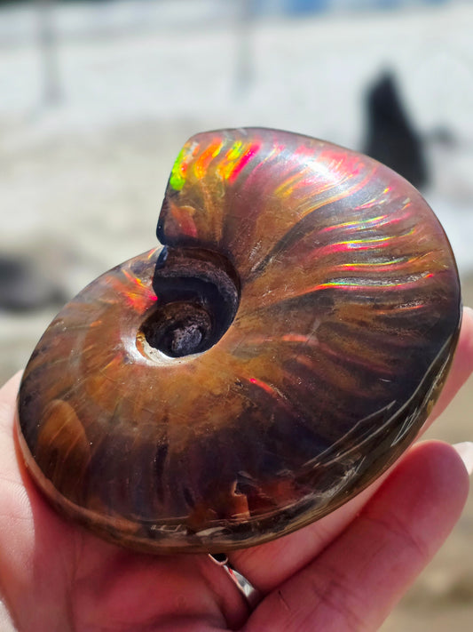 Ammolite Opalized Fossil Uncut Medium Size- Rare Unique Rambo Flash