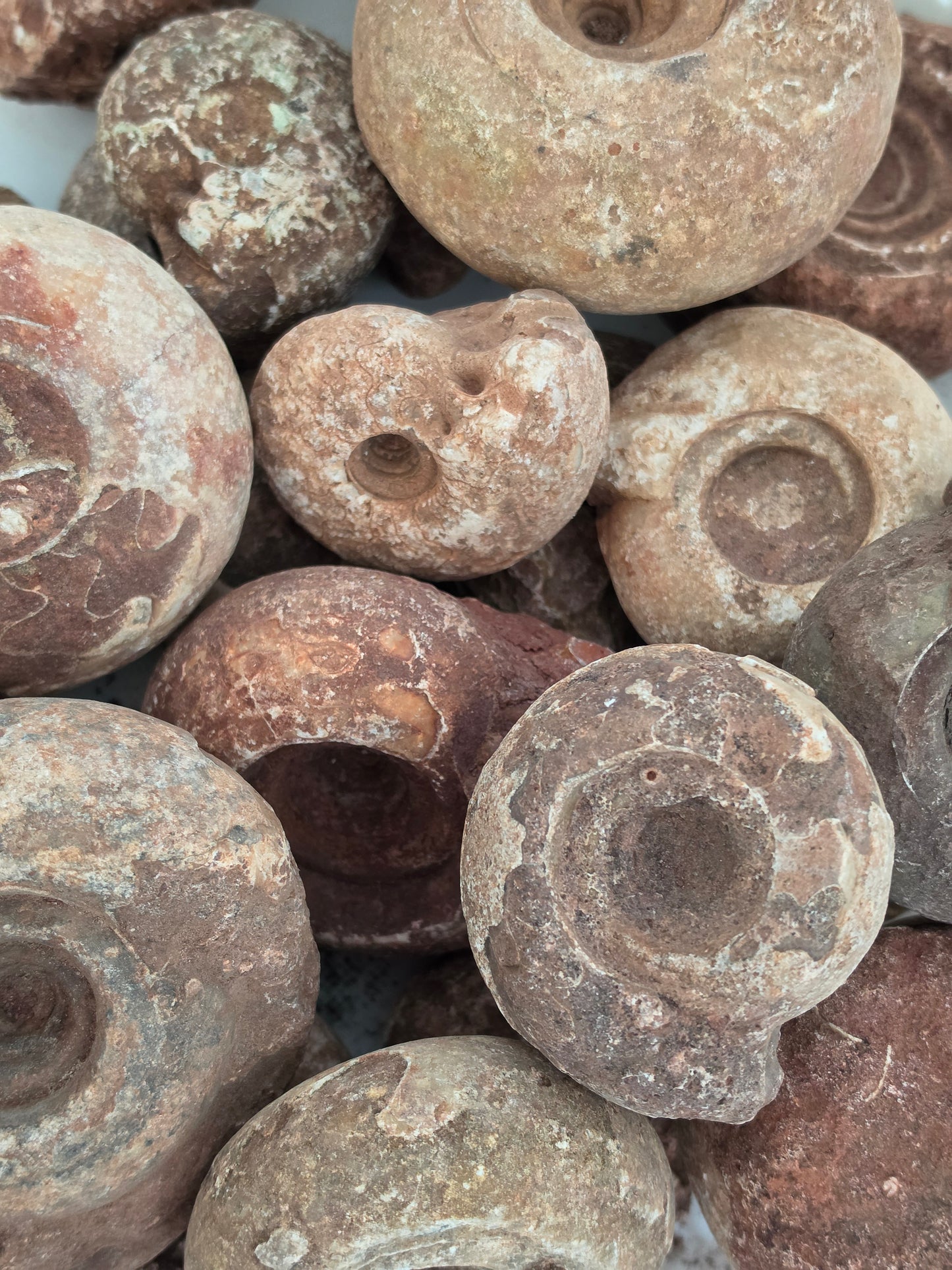 Timor Indonesia Ammonite Fossil Bundle of 5 Uncut Raw