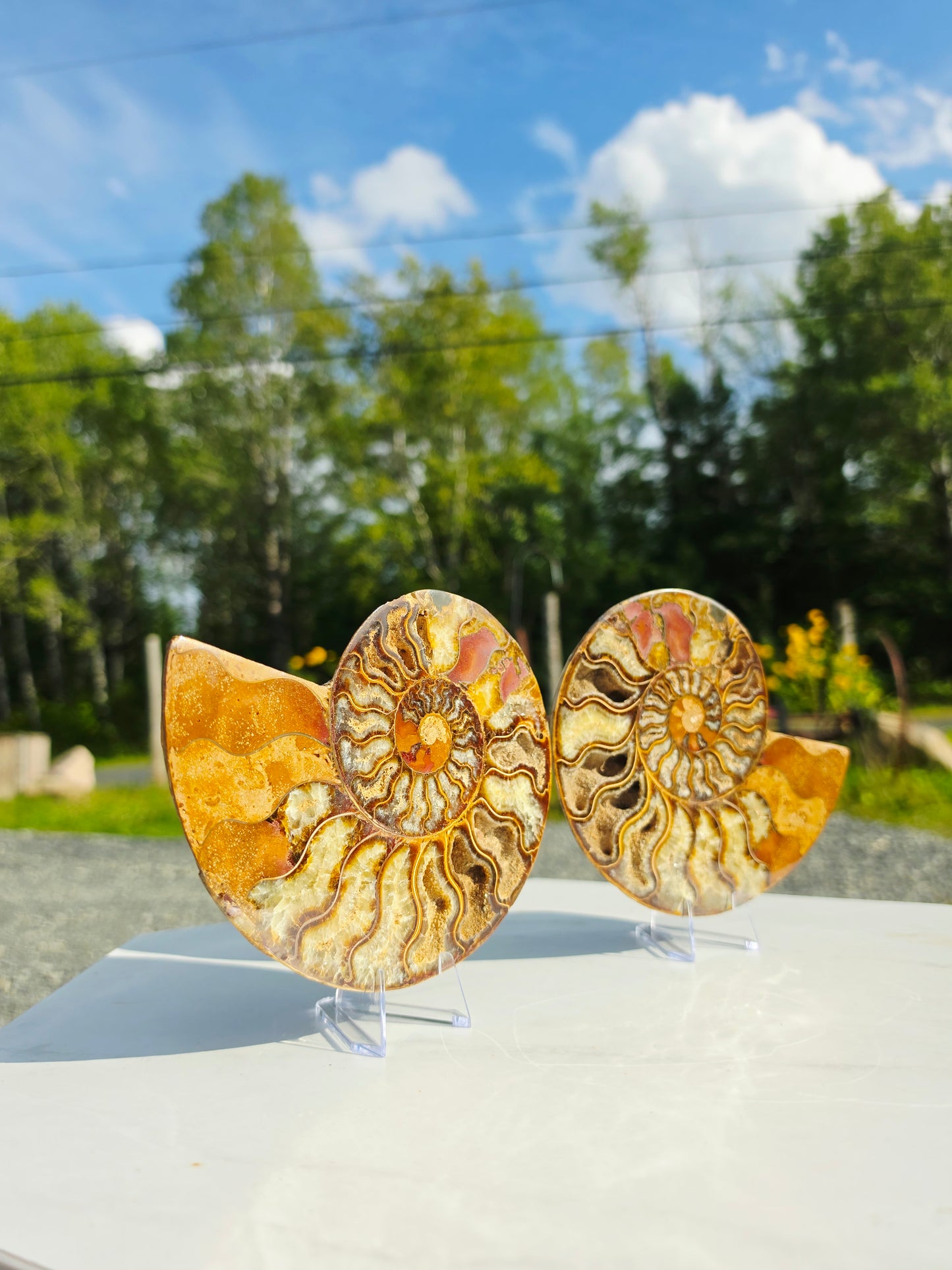 1.78 lb Polished Ammonite Fossil Pair – 6" Colorful Cut Madagascar