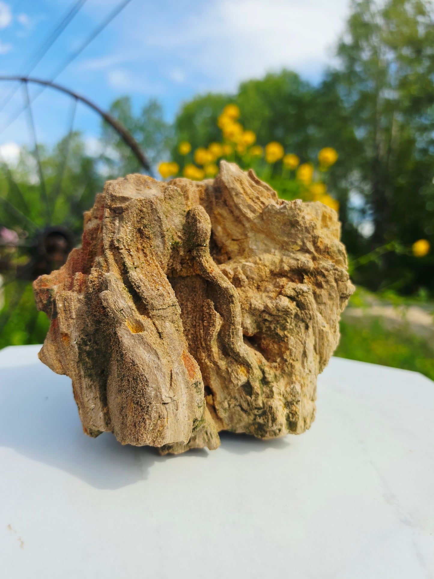 5.13kg Pre-Petrified Wood Druzy from India Collector Pieces