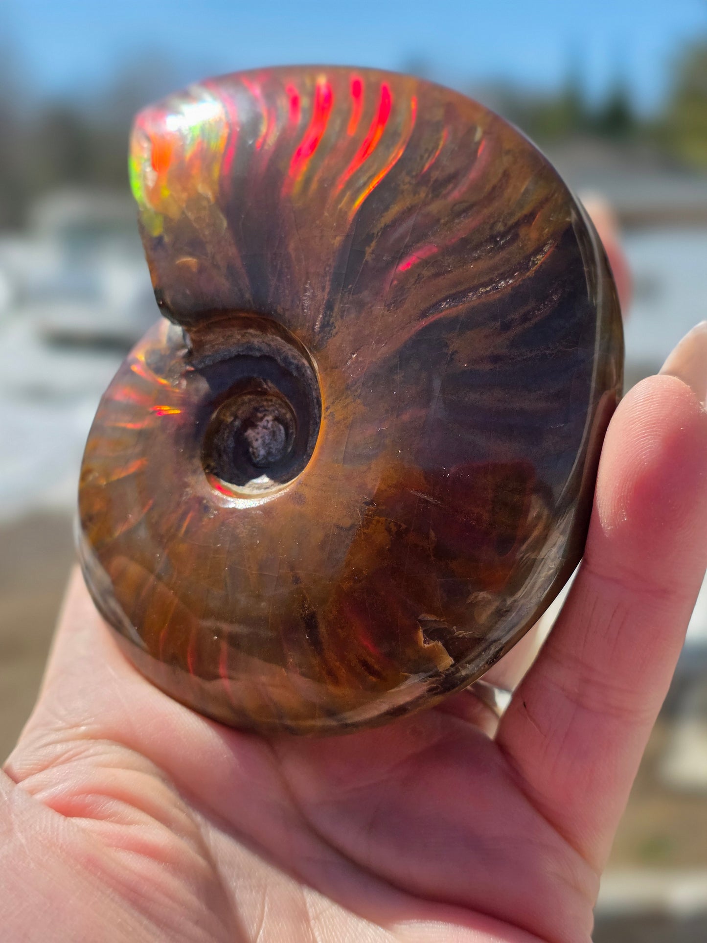 Ammolite Opalized Fossil Uncut Medium Size- Rare Unique Rambo Flash