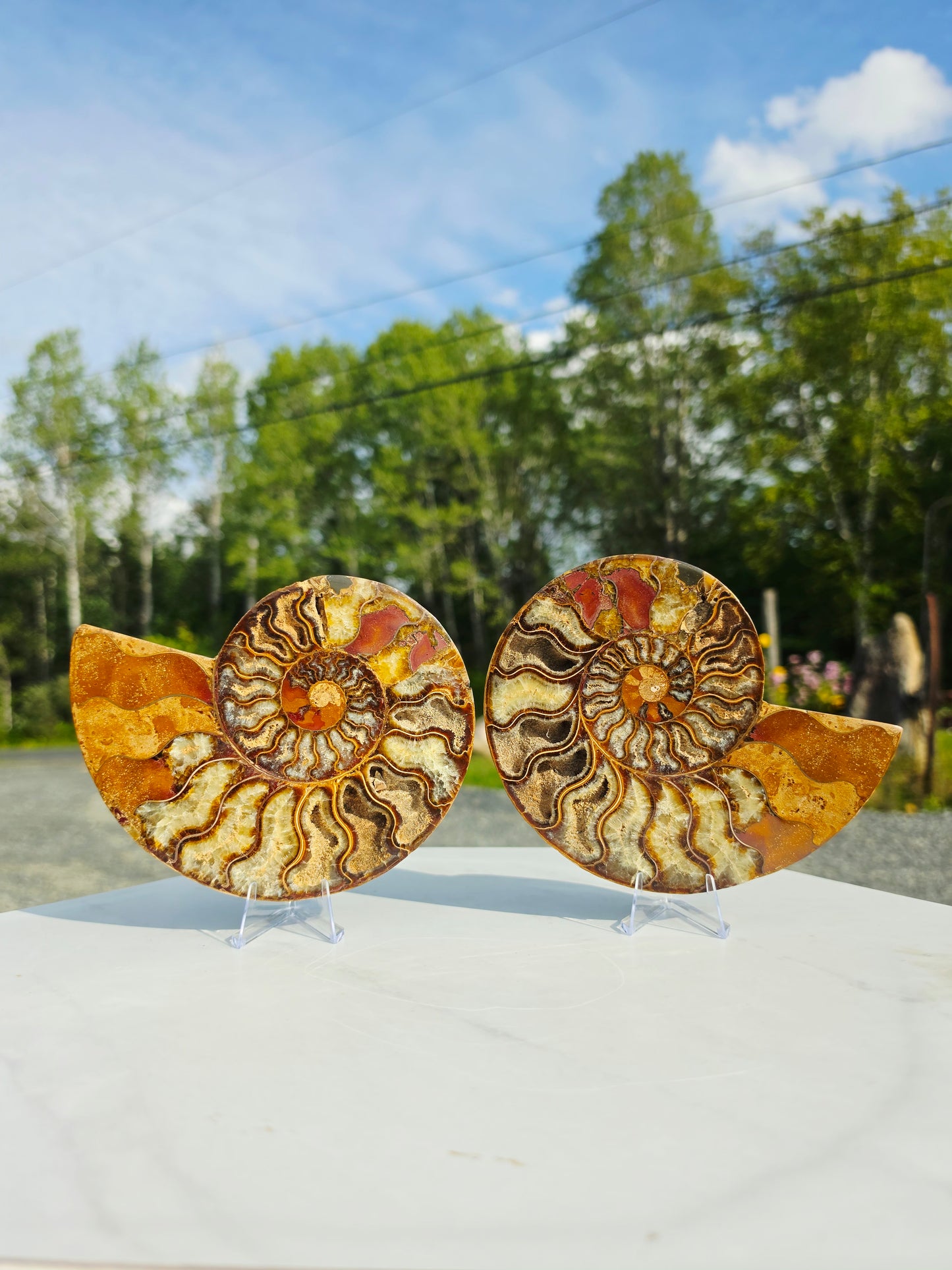 1.78 lb Polished Ammonite Fossil Pair – 6" Colorful Cut Madagascar