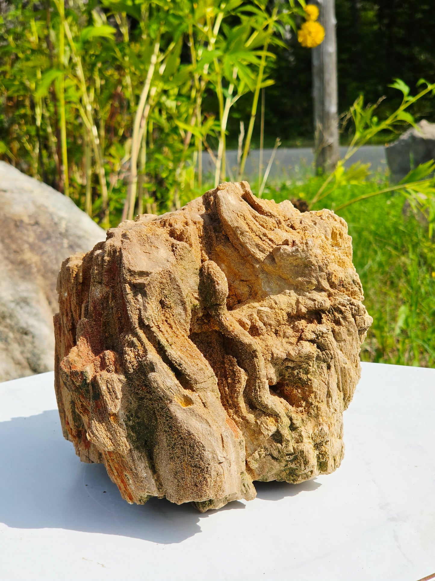 5.13kg Pre-Petrified Wood Druzy from India Collector Pieces