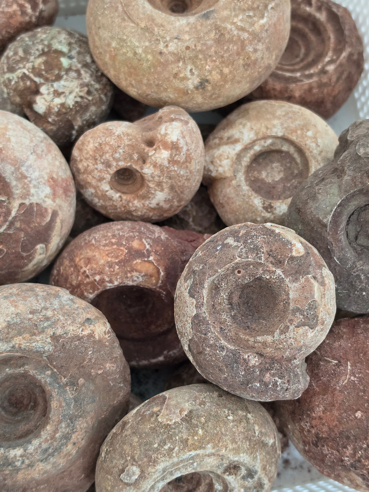Timor Indonesia Ammonite Fossil Bundle of 5 Uncut Raw