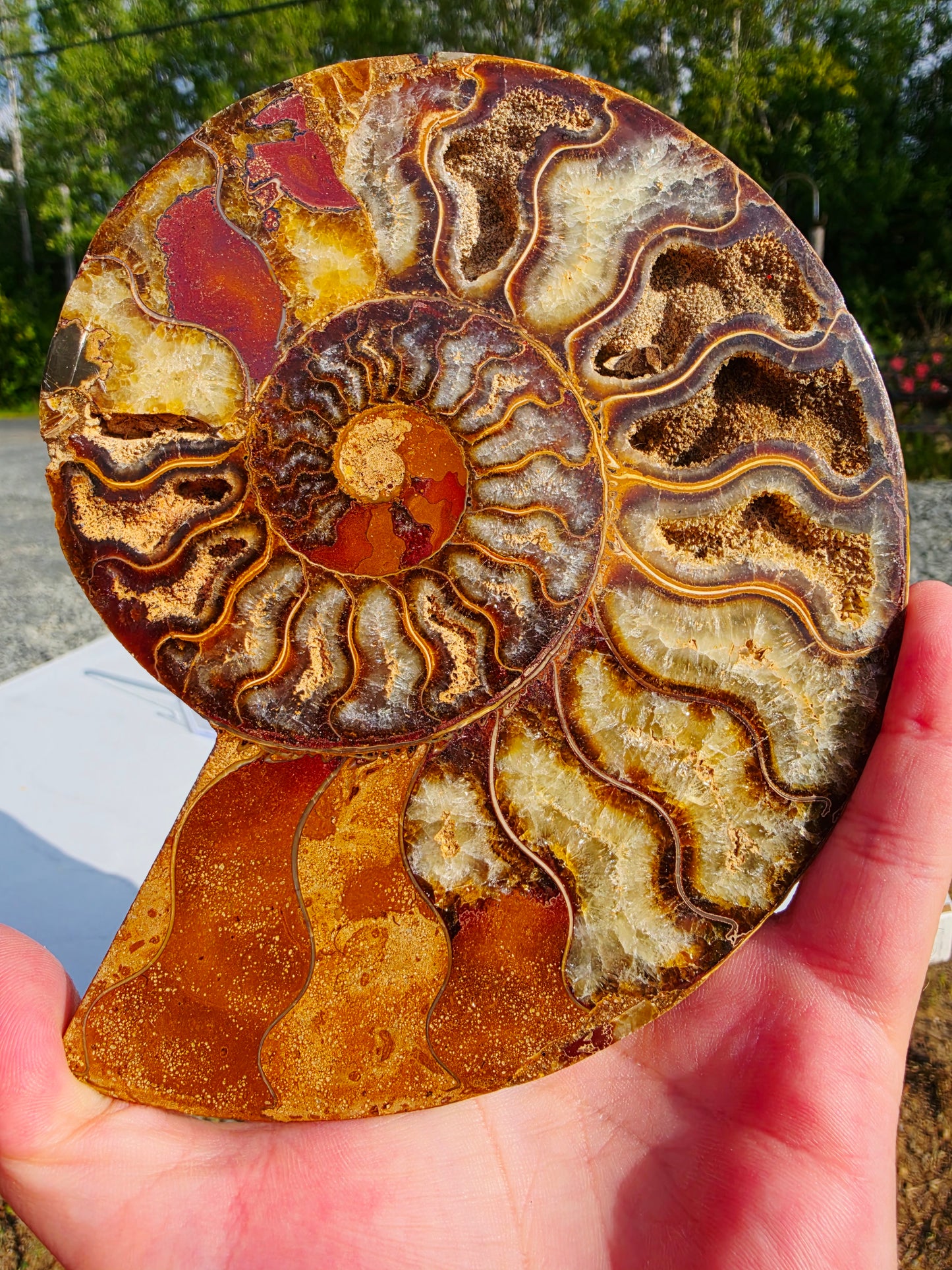 1.78 lb Polished Ammonite Fossil Pair – 6" Colorful Cut Madagascar