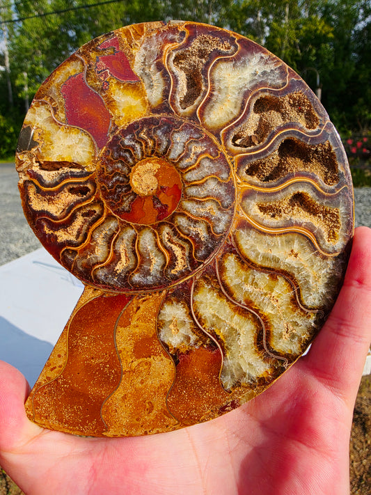 1.78 lb Polished Ammonite Fossil Pair – 6" Colorful Cut Madagascar