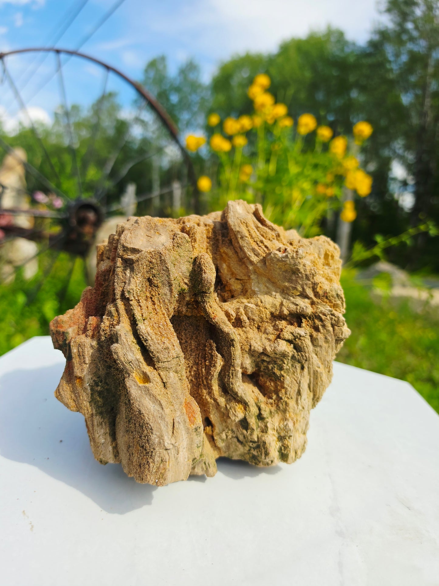 5.13kg Pre-Petrified Wood Druzy from India Collector Pieces