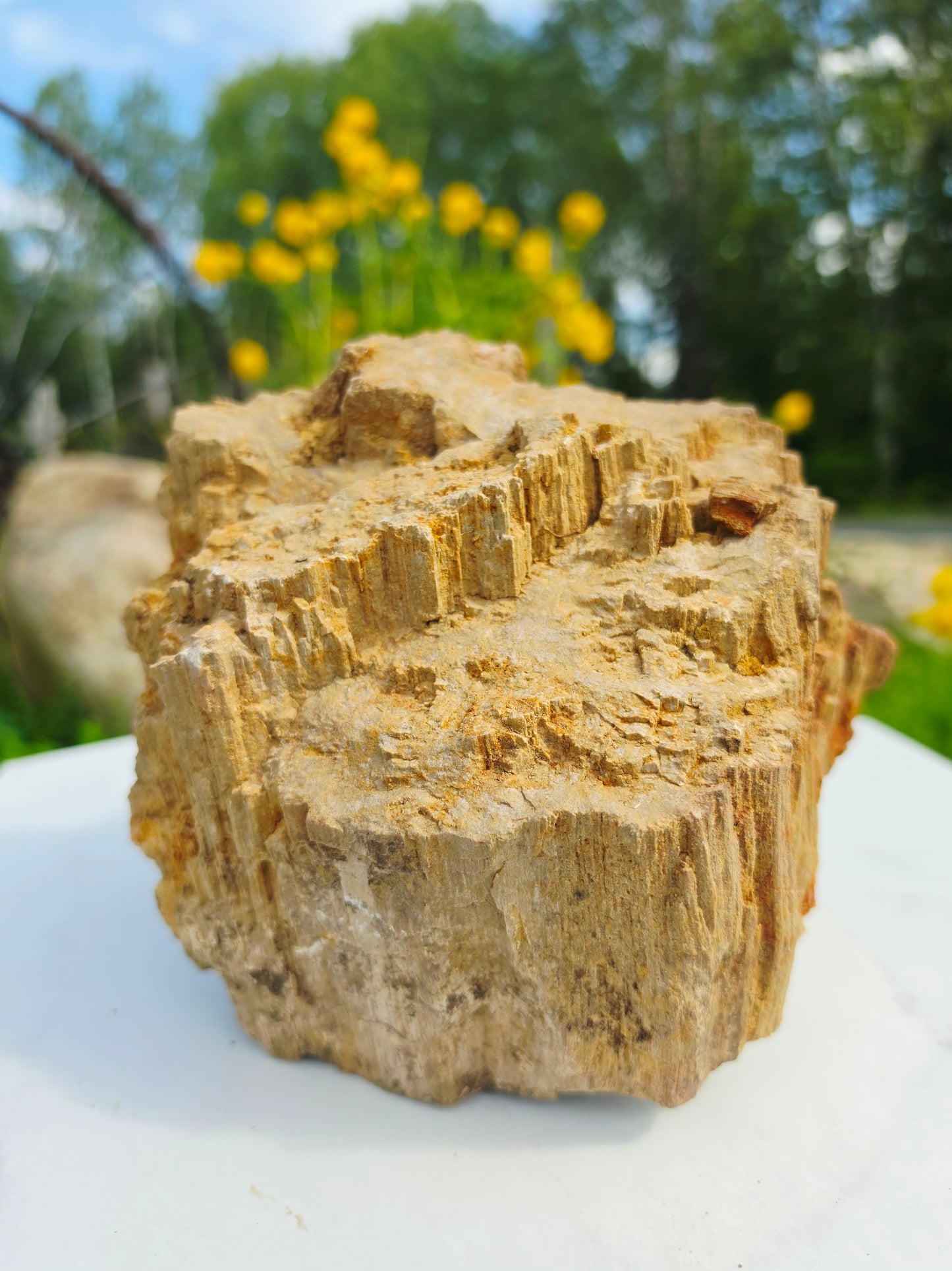 5.13kg Pre-Petrified Wood Druzy from India Collector Pieces
