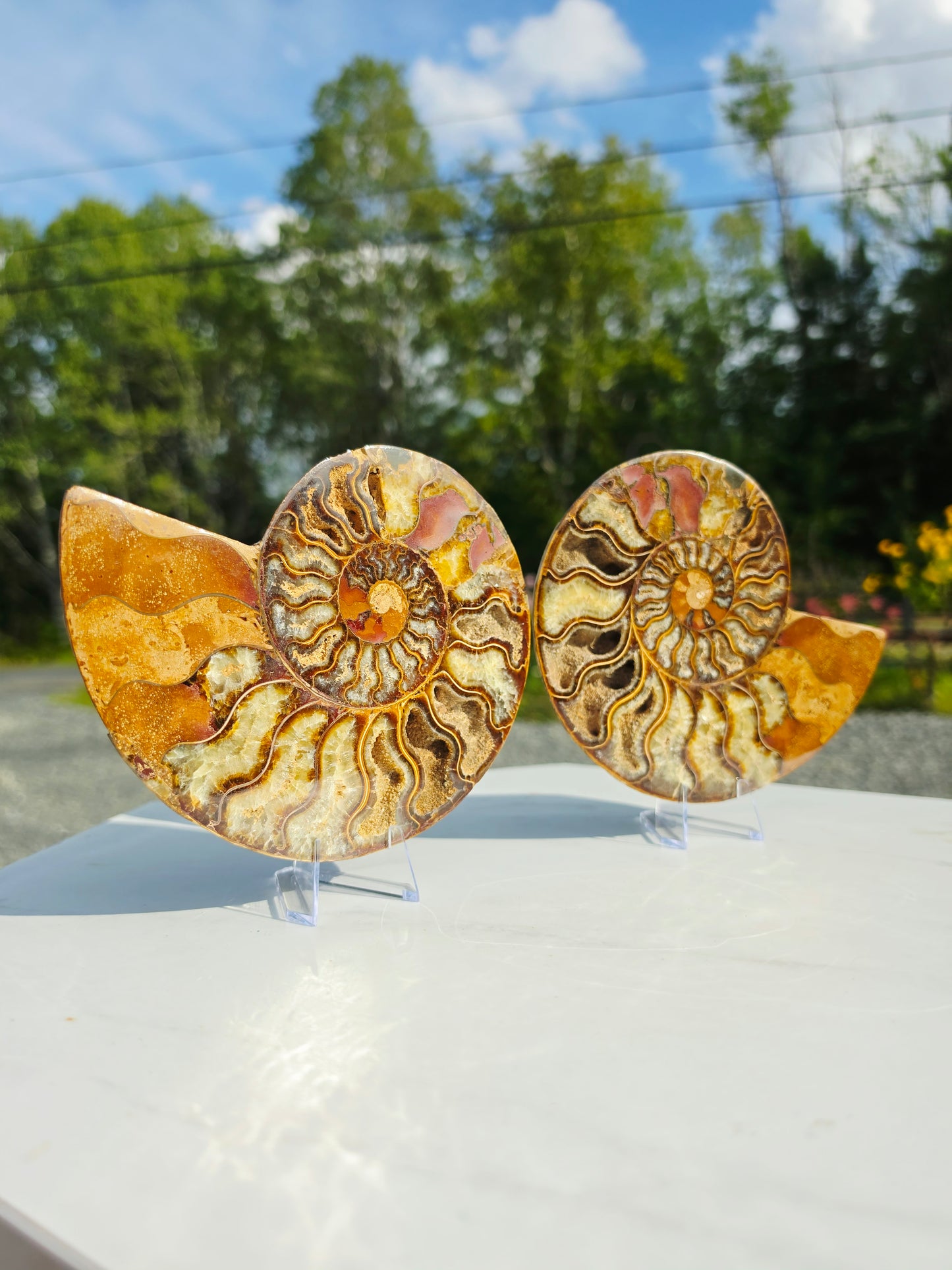 1.78 lb Polished Ammonite Fossil Pair – 6" Colorful Cut Madagascar