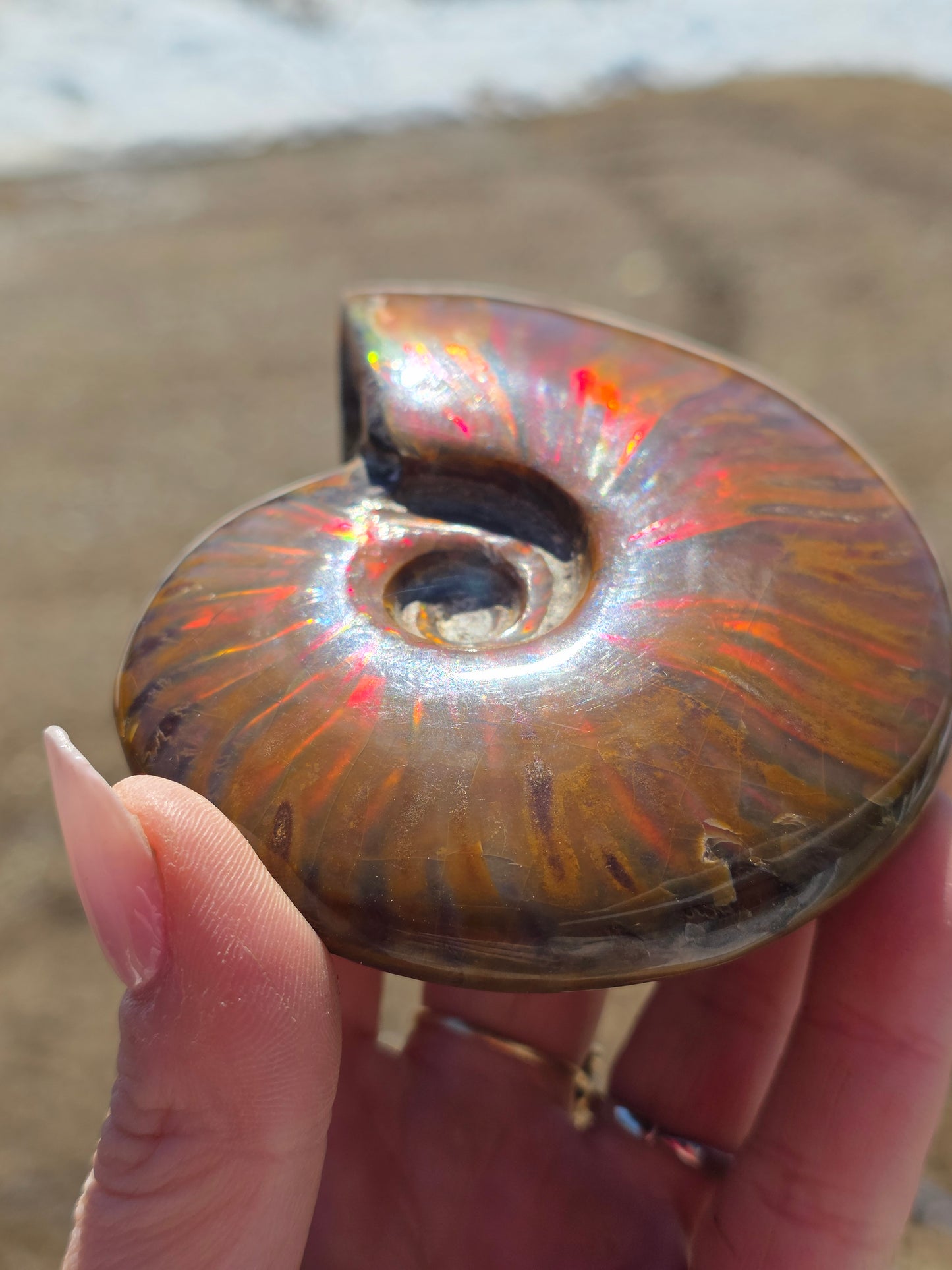 Ammolite Opalized Fossil Uncut Medium Size- Rare Unique Rambo Flash