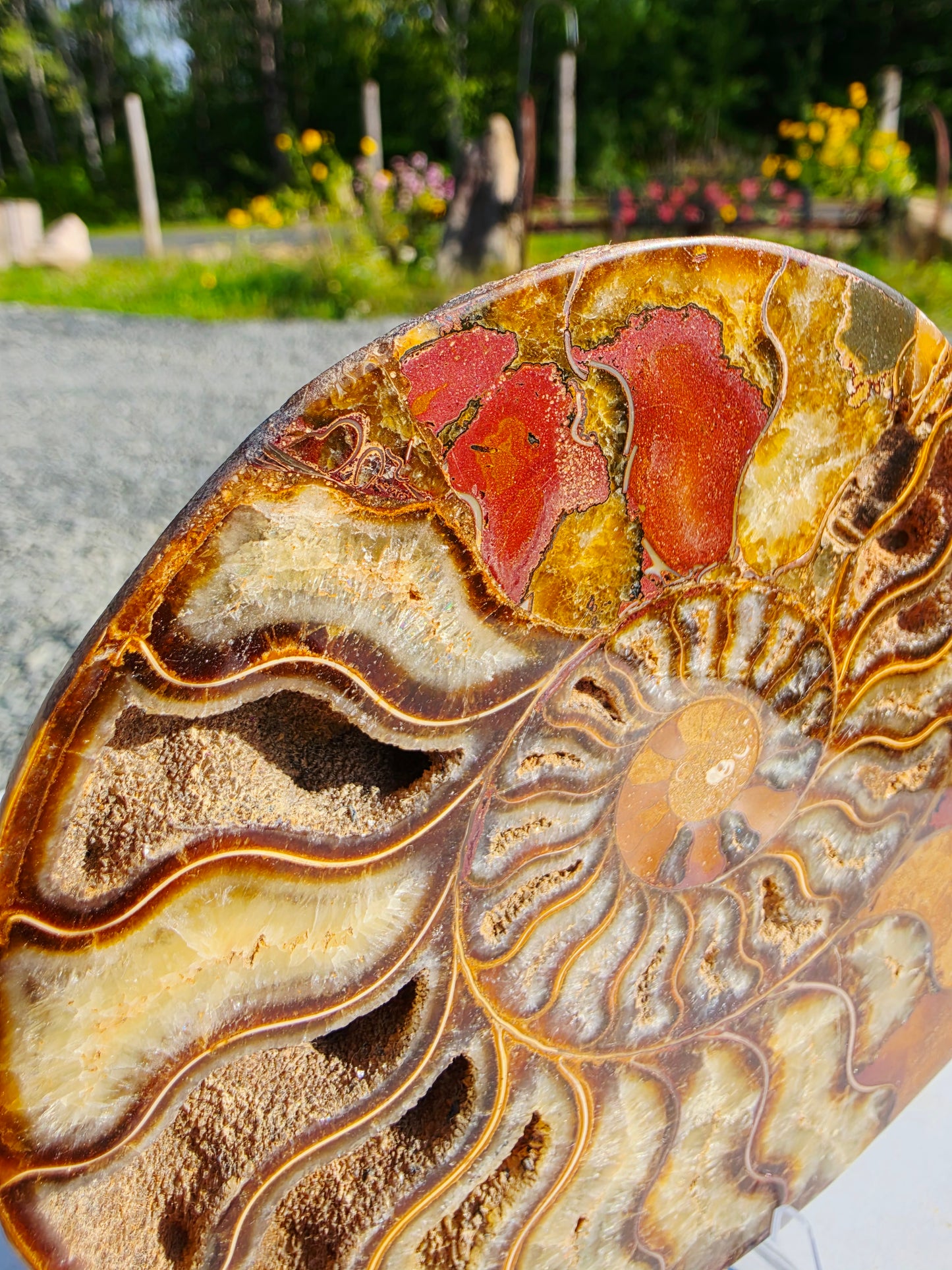 1.78 lb Polished Ammonite Fossil Pair – 6" Colorful Cut Madagascar