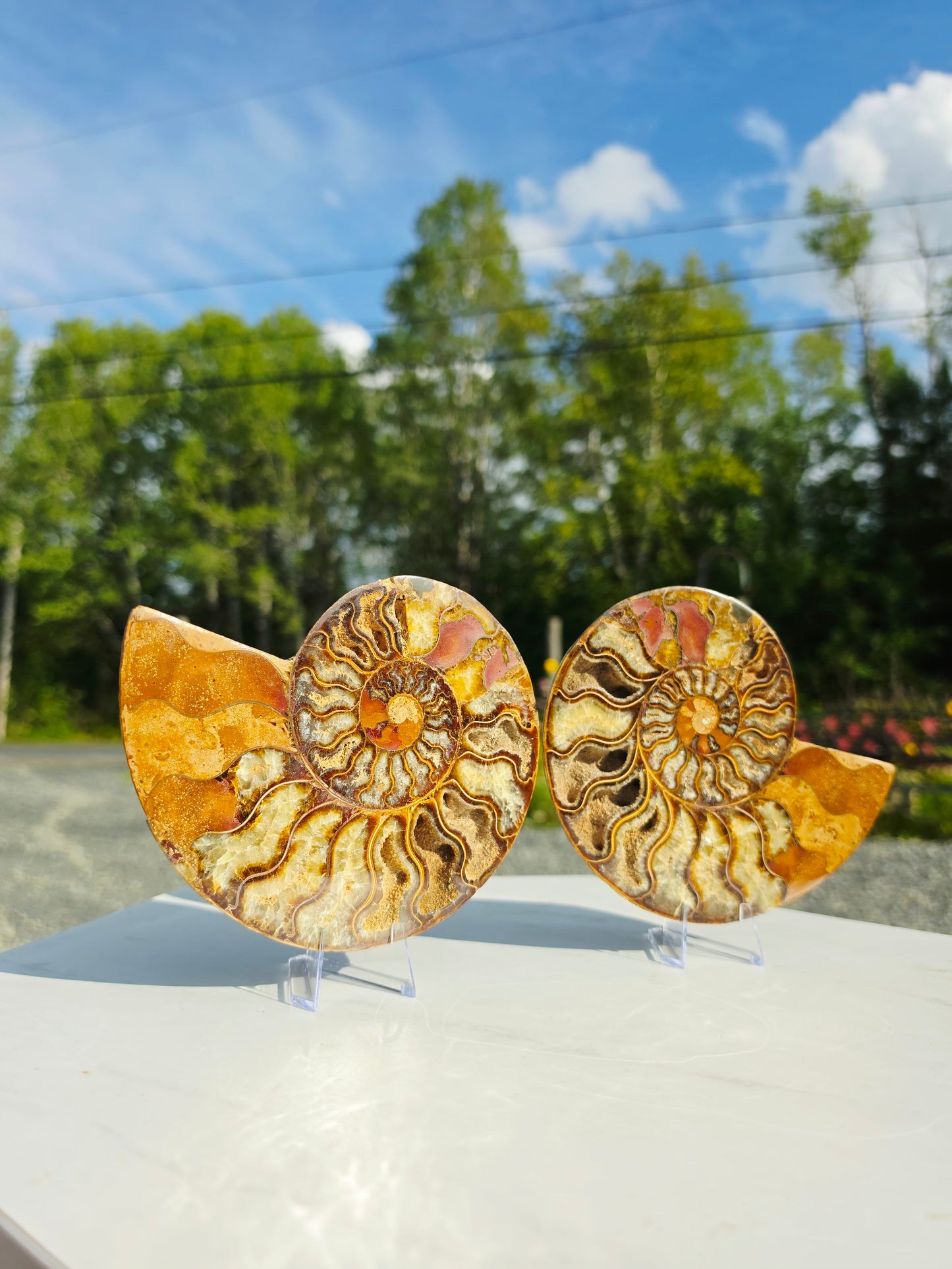 1.78 lb Polished Ammonite Fossil Pair – 6" Colorful Cut Madagascar