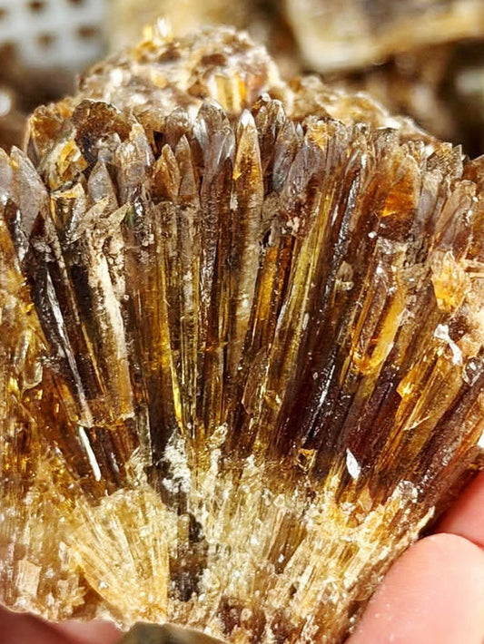 Amber Calcite 5 pieces Specimens - Palm Size