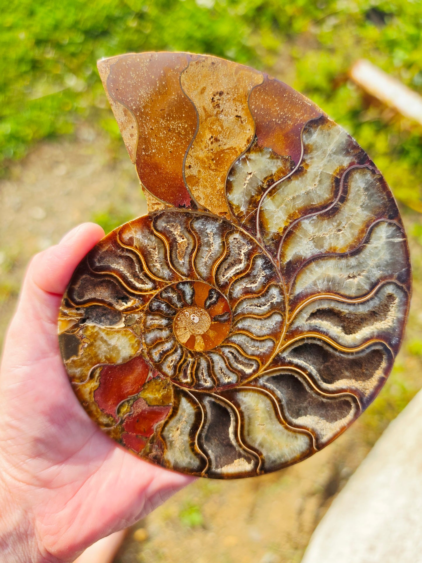1.78 lb Polished Ammonite Fossil Pair – 6" Colorful Cut Madagascar