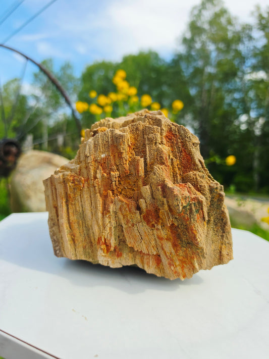 5.13kg Pre-Petrified Wood Druzy from India Collector Pieces