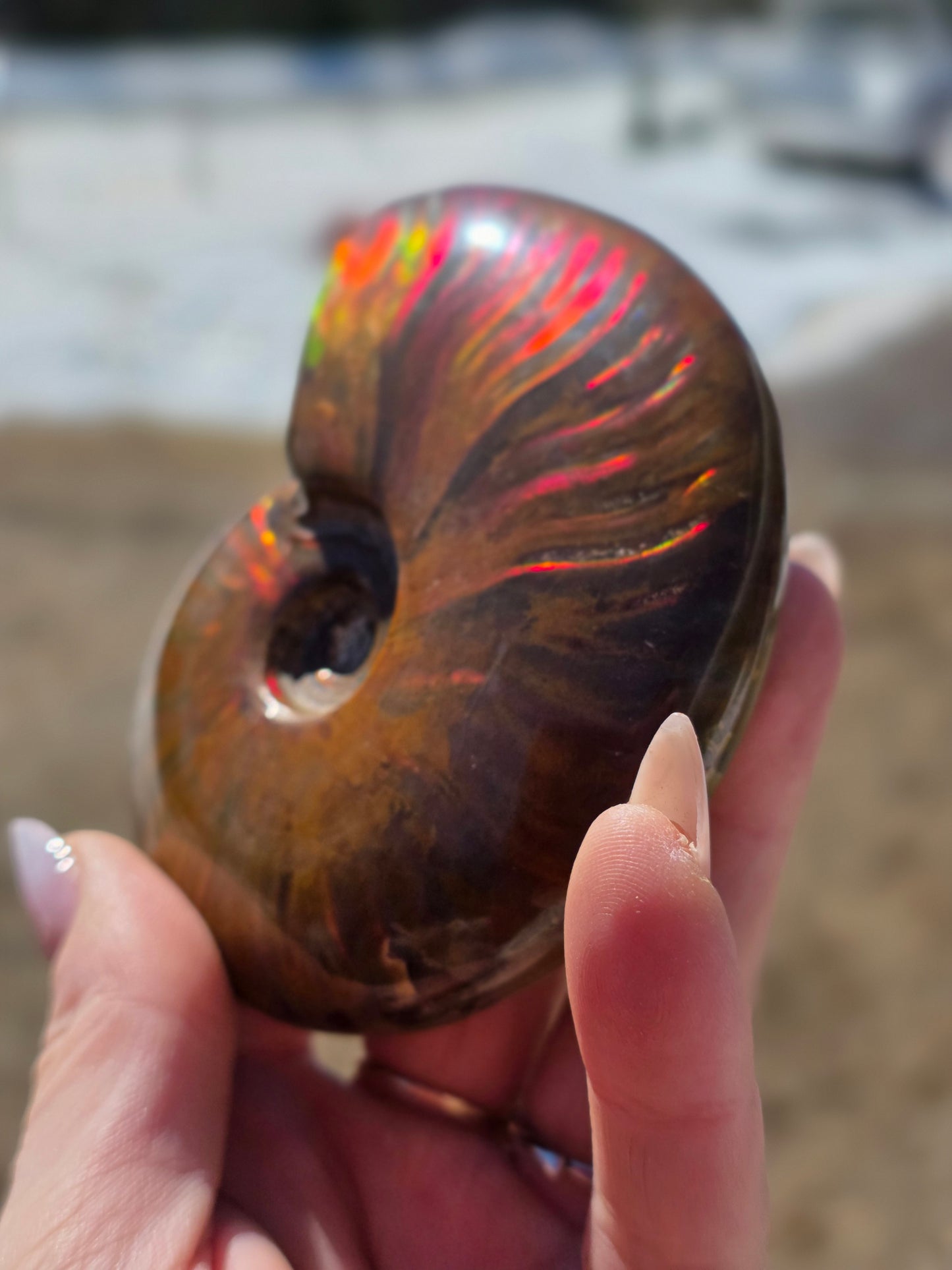 Ammolite Opalized Fossil Uncut Medium Size- Rare Unique Rambo Flash