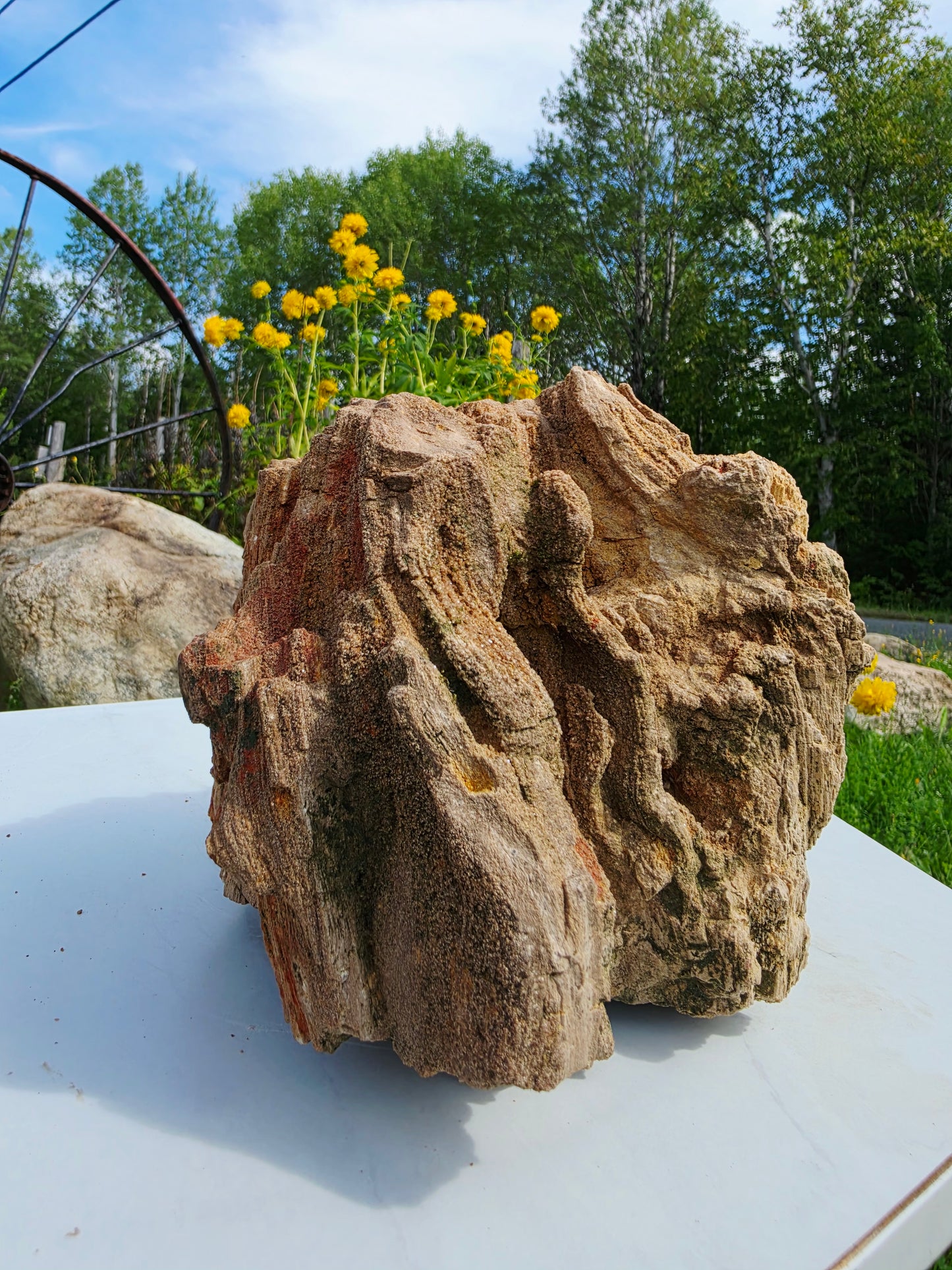 5.13kg Pre-Petrified Wood Druzy from India Collector Pieces