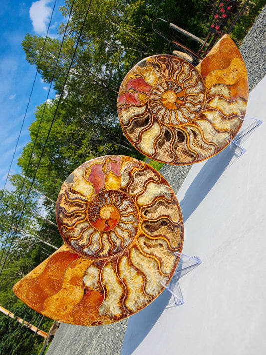6-inch colorful polished ammonite fossil pair split from Madagascar showing internal calcite crystals on acrylic stands.