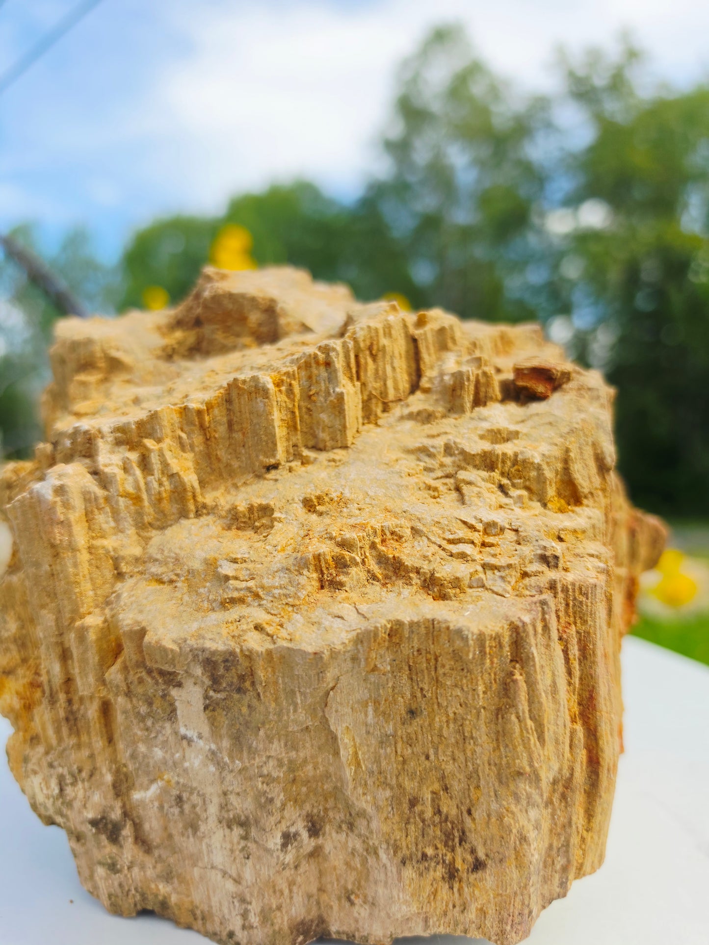 5.13kg Pre-Petrified Wood Druzy from India Collector Pieces