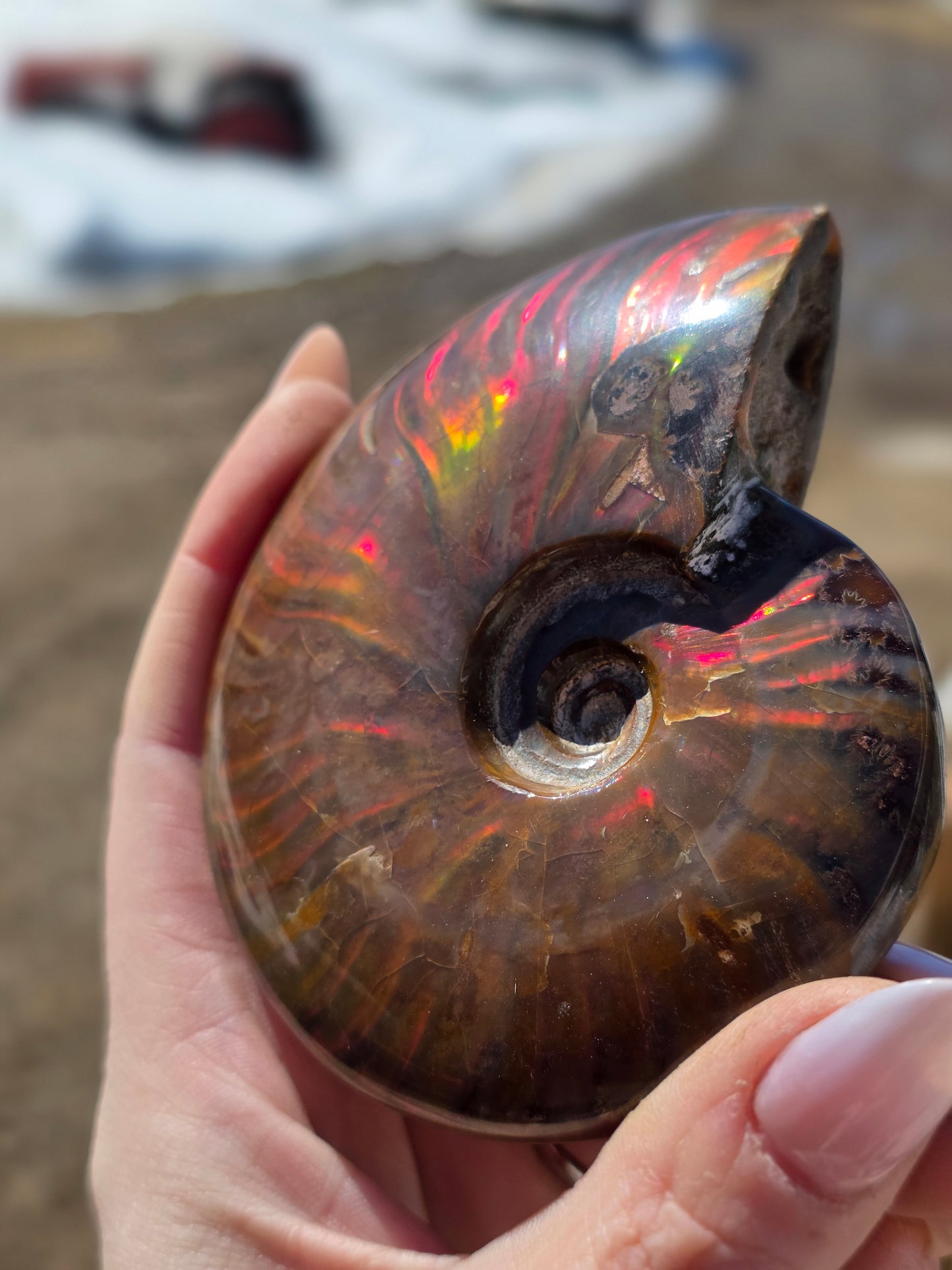Ammolite Opalized Fossil Uncut Medium Size- Rare Unique Rambo Flash